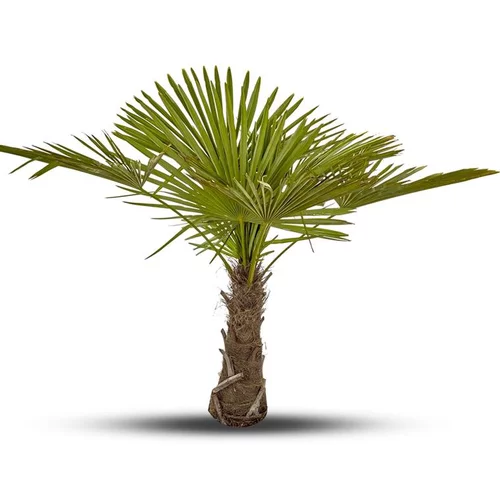 Trachycarpus Excelsa ou Palmier de Chine 150/175 cm en pot de 90 L