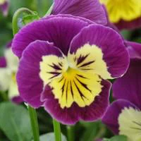 Viola Cornuta. La barquette de 6 plants en motte