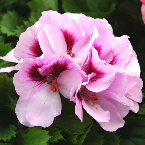 Géranium pensée à grandes fleurs - Le pot de 10 litres