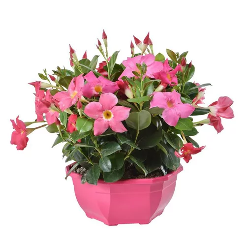 Dipladénia buisson - La coupe de 27 cm