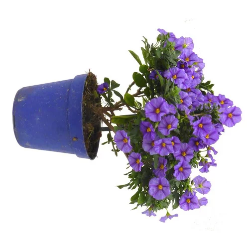 Solanum Rantonnetii - Le pot de 1 litre