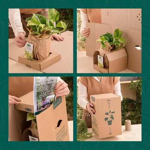 Pittosporum Tenuifolium blanc en pot de 3 litres