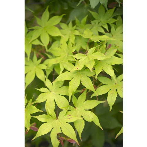 Erable du Japon (ACER PALAMATUM OZAKAZUKI ) Le pot de 110 litres