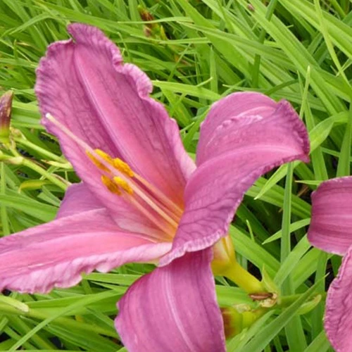 Hémérocalle Summer Wine Hemerocallis summer wine