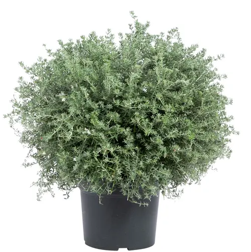 Westringea fruticosa bleu. Le pot de 10 litres