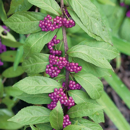 Callicarpe de Bodinier (Arbuste aux bonbons) Issai violet. Le pot de 3 litres