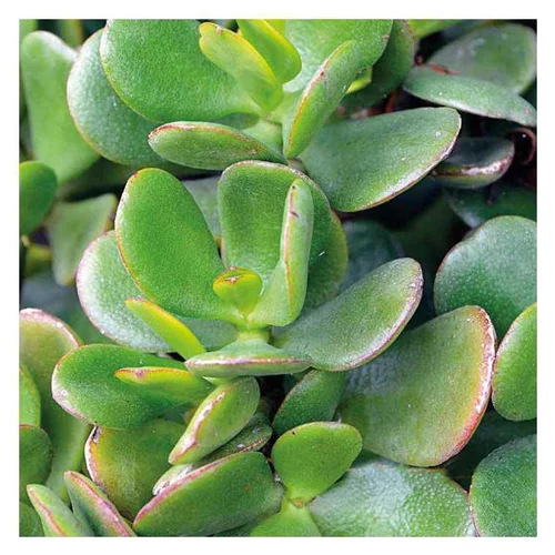Crassula - Le pot de 9 x 9 cm