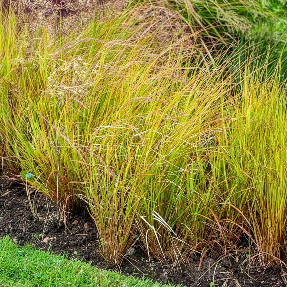 Stipa arundinacea Stipa arundinacea