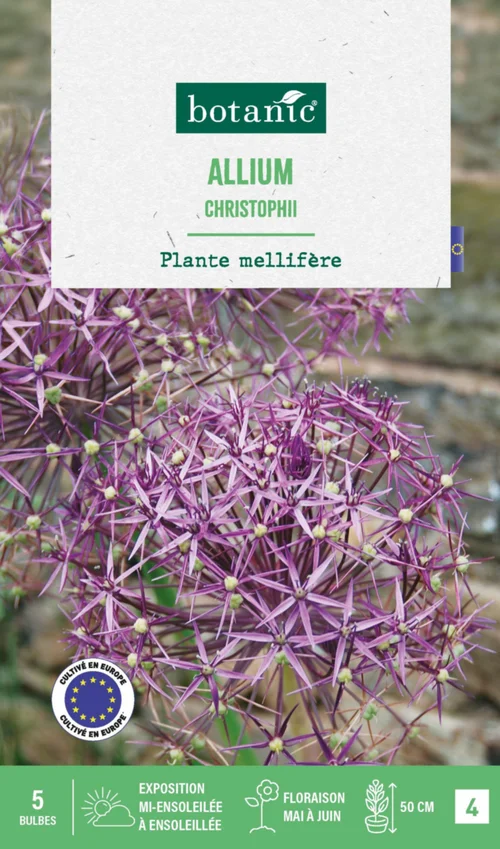 Allium christophii botanic® - 5 bulbes