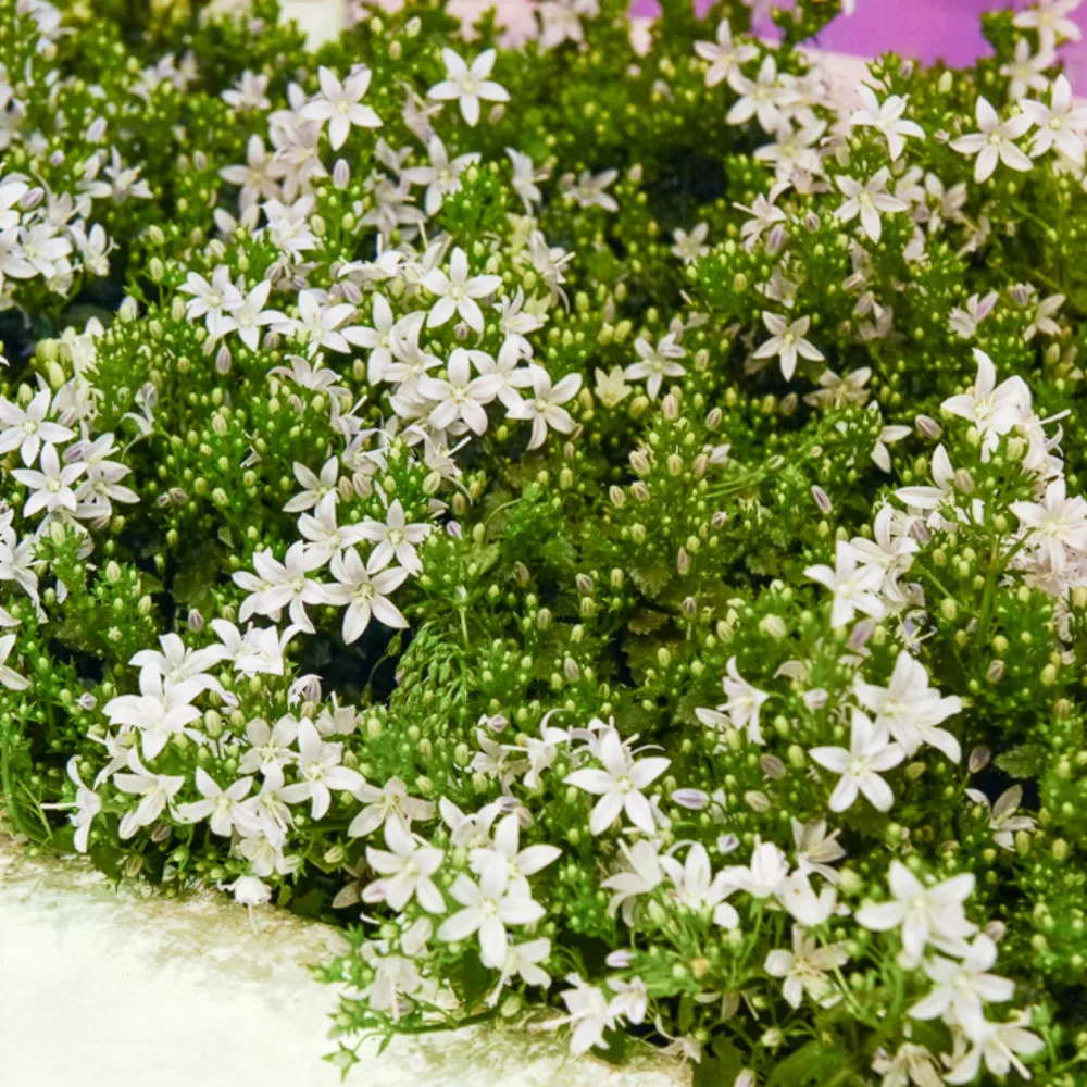 Campanule portens blanc Campanula portenschlagiana