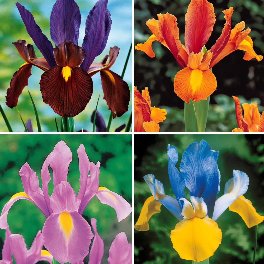 40 Iris de Hollande colorés en mélange Iris hollandica frans hals, rosario, tiger eyes, b