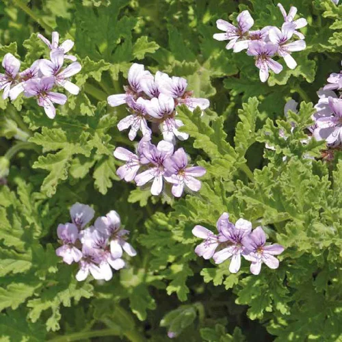 Pelargonium Citronnelle - Le pot de 9 cm