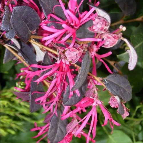 Loropetalum Chinense Fire Dance mini Tige rose en pot de 9 L