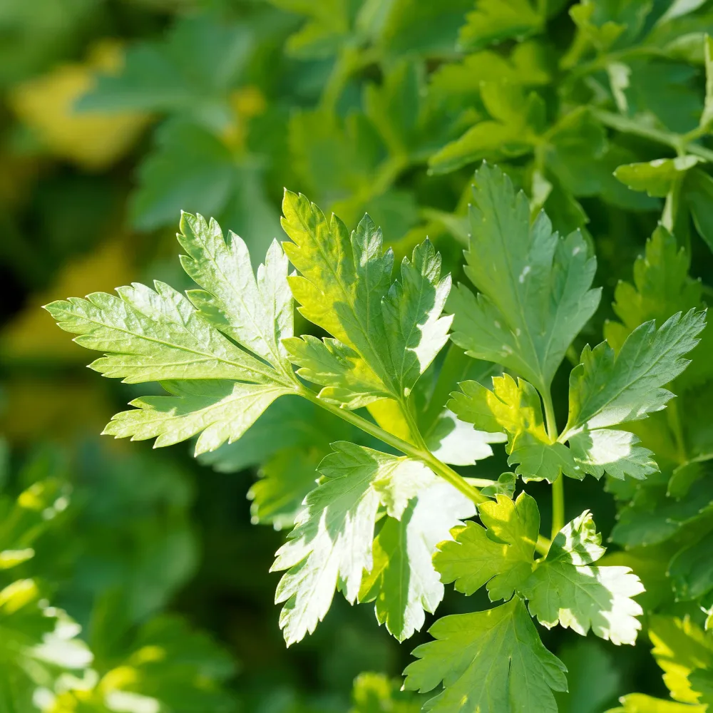 Persil plat Commun 2 Petroselinum crispum Commun 2