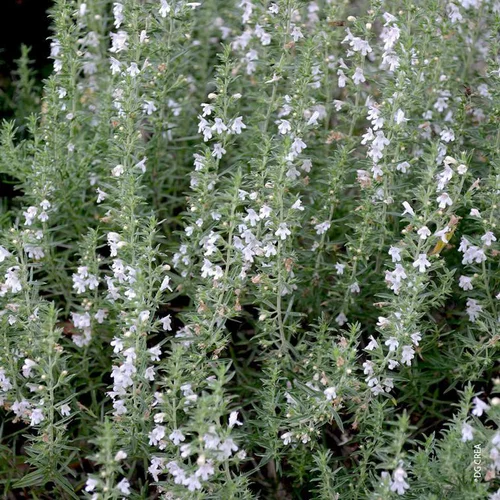 Sariette Des Montagnes Bio. Le pot de 1 litre