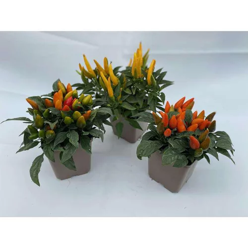 Piment décoratif - Le pot de 10.5 cm