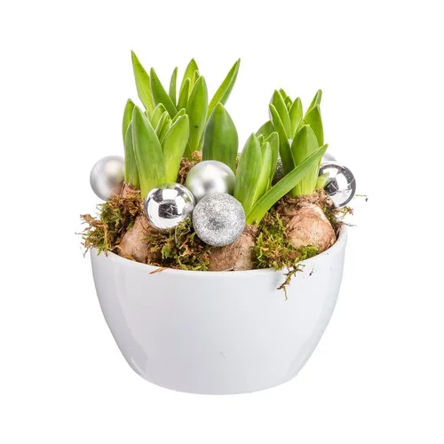Composition florale de 5 jacinthes coloris blanc