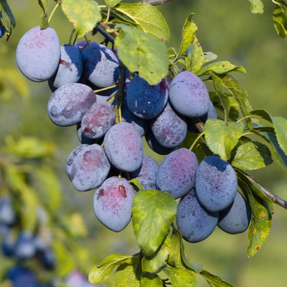 Prunier Agen Prunus domestica agen