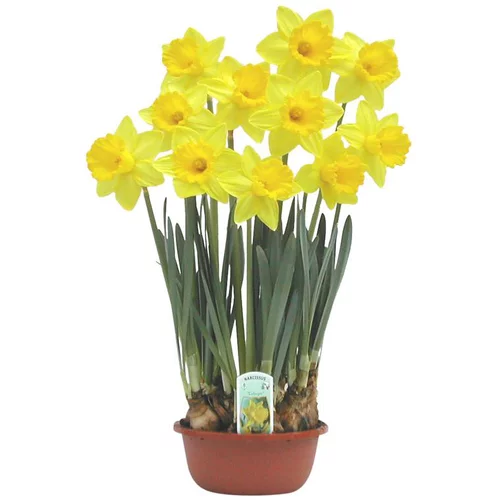 Narcisse - La coupe de 16 cm