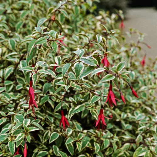 Fuchsia panaché - Le pot de 2 litres