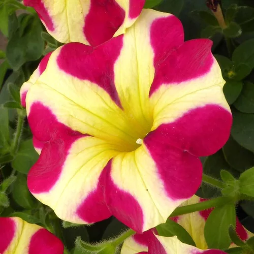 Pétunia Erigé - Le pot de 9 x 9 cm