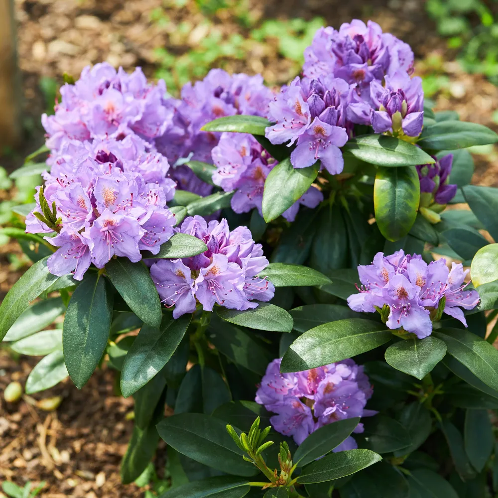 Rhododendron catawbiense grandiflorum Rhododendron catawbiense grandiflorum