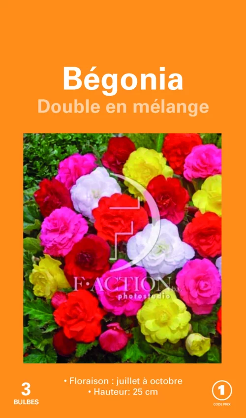 Bulbes de fleurs Bégonia double en mélange botanic® – 3 bulbes
