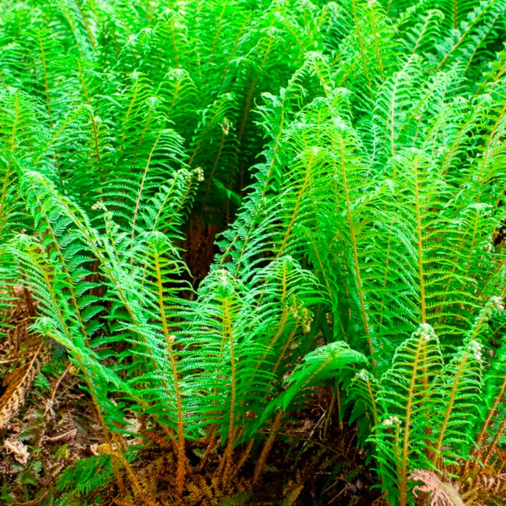 Aspidie à cils raides Dahlem - Fougère Polystichum setiferum Dahlem