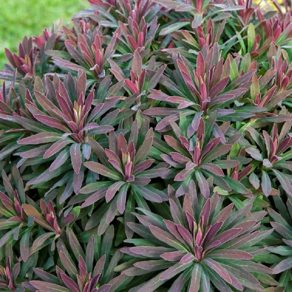 Euphorbe amygdaloides Ruby Glow Euphorbia amygdaloides ruby glow
