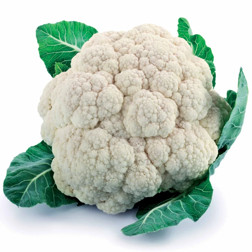 Chou-fleur Plana F1 Brassica oleracea plana f1