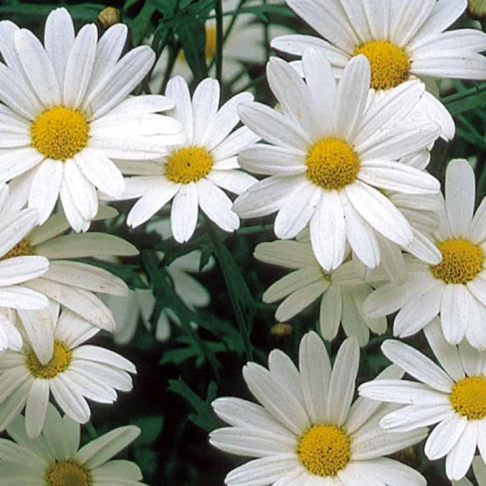 Chrysanthème des prés à grande fleur vivace Alaska Chrysanthemum leucanthemum vulgare