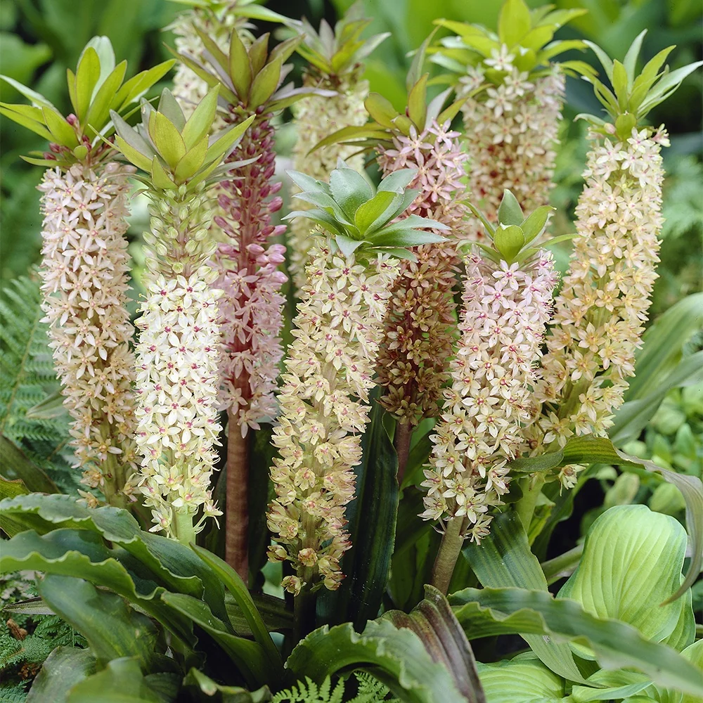 3 Fleurs ananas Eucomis comosa
