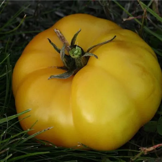 Tomate jaune St Vincent | Semences bio et reproductibles