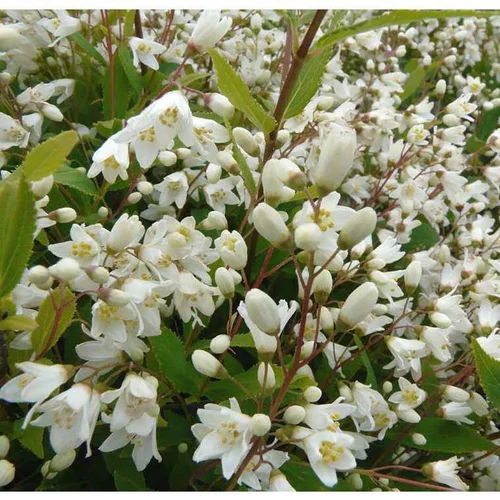 Deutzia. Le pot de 4 litres