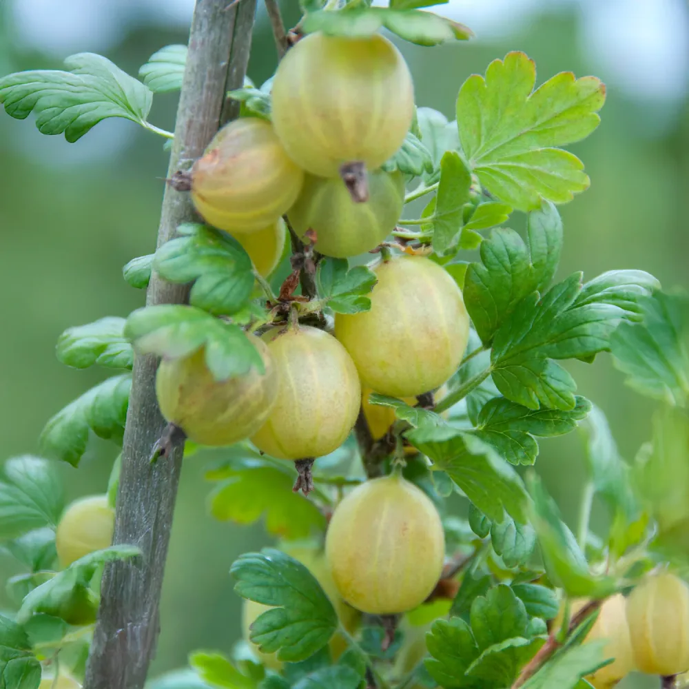 Groseillier à maquereau blanc sur tige Ribes uva-crispa Hinnonmäki Grün
