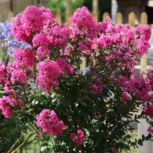 Lagerstroemia Indica With Love Girl rose. Le pot de 4 litres