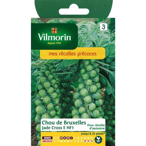 Graines de choux de Bruxelles jade cross HF1 Vilmorin - graines à semer