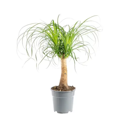 Beaucarnea coupe Ø19xH50 cm