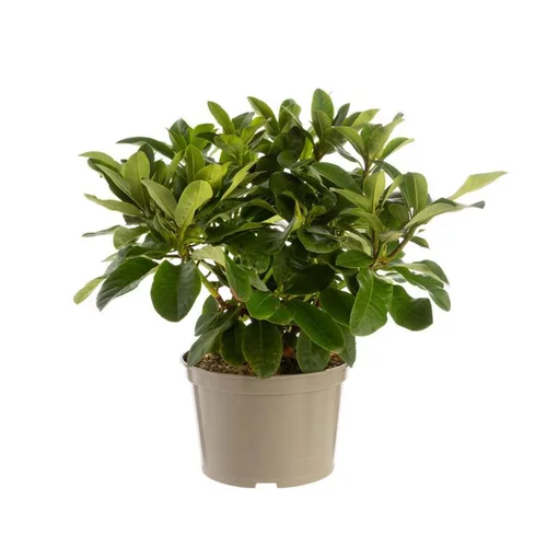 Rhododendron anna rose whitney rose en pot de 7,5 L