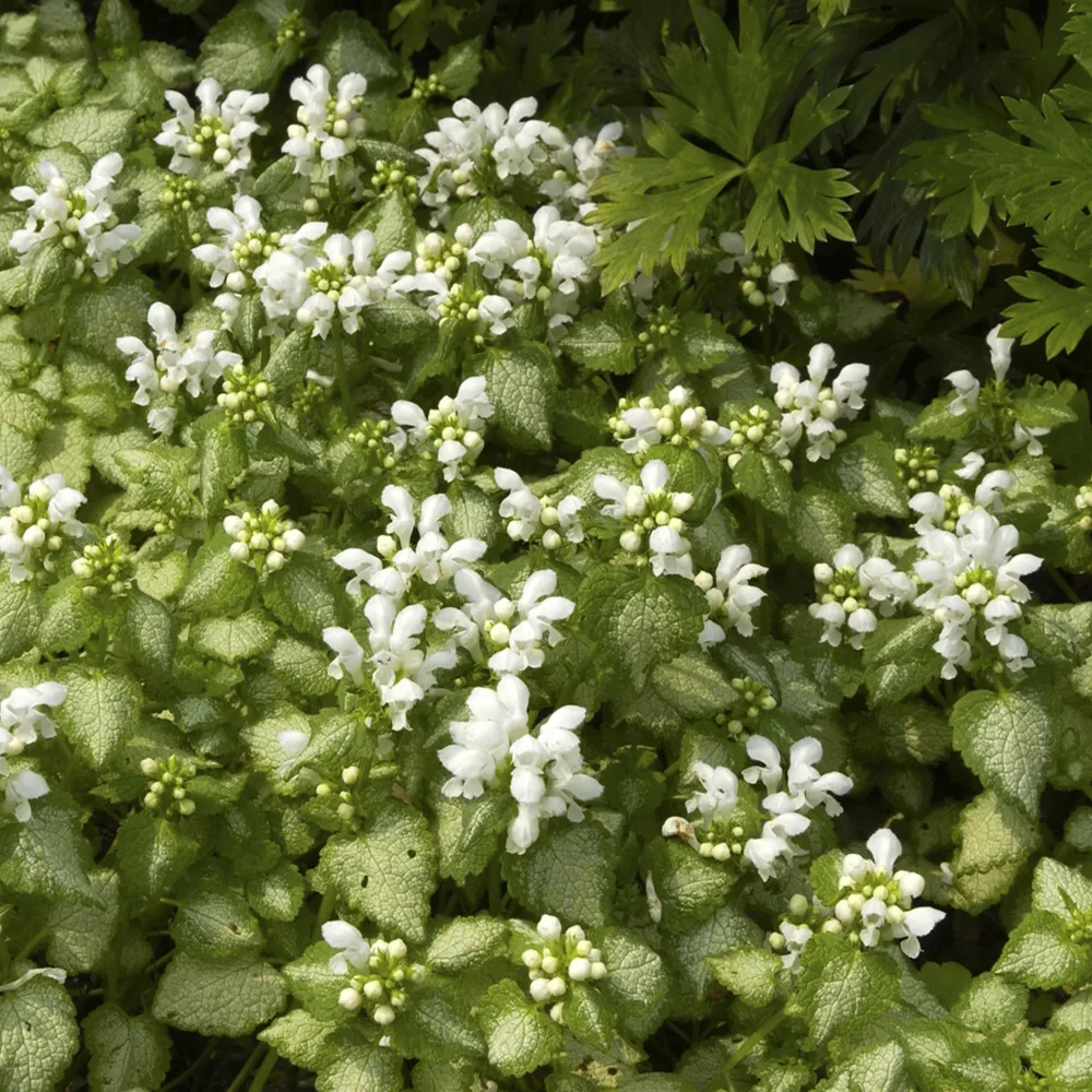Lamier maculé White Nancy Lamium maculatum white nancy