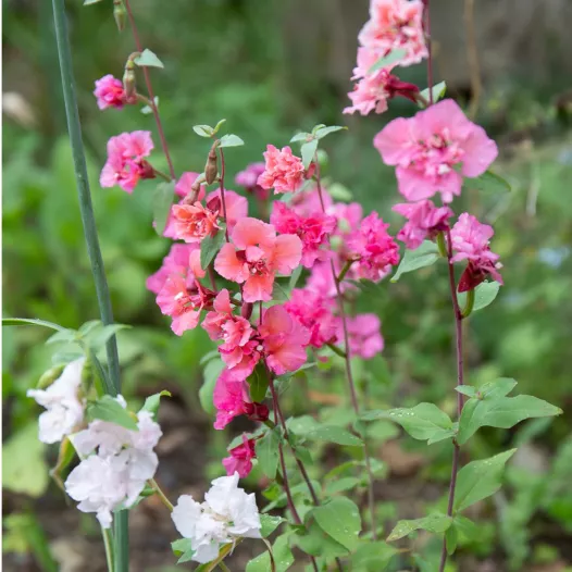 Clarkia (Godetia) | Bio en reproduceerbare zaden