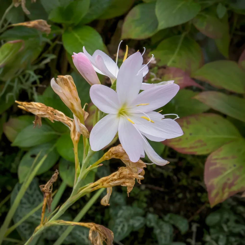 Lys des cafres blanc Schizostylis coccinea alba