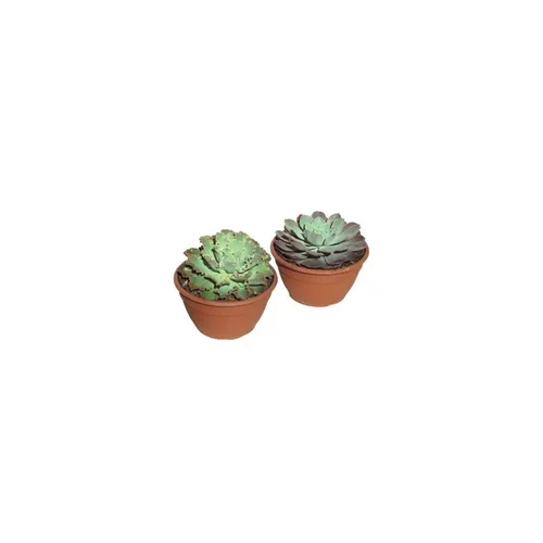 Plantes grasses variées - La coupe de 18 cm