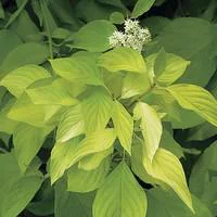 Cornouiller doré Aurea jaune. Le pot de 7 litres