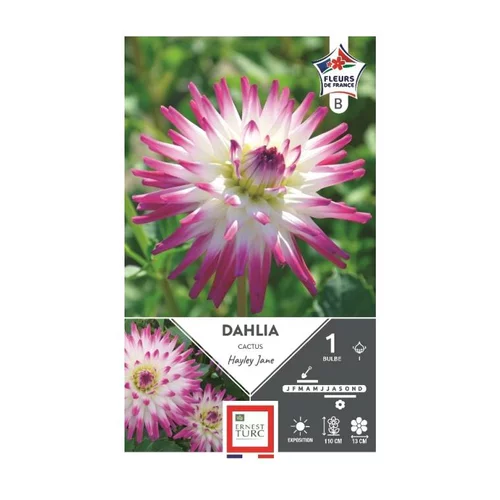 Dahlia cactus Hayley blanc pointe rose Ernest Turc - 1 bulbe