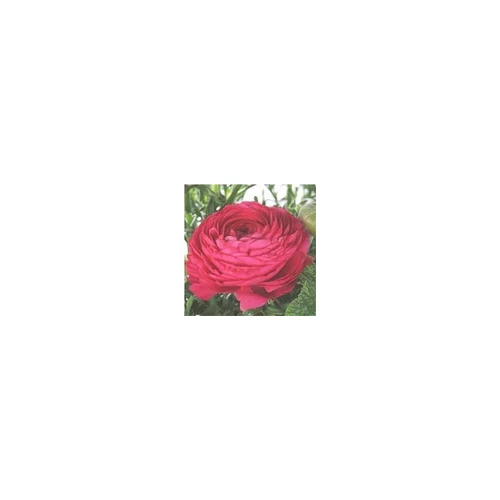 Renoncule à fleurs doubles - La barquette de 6 plants