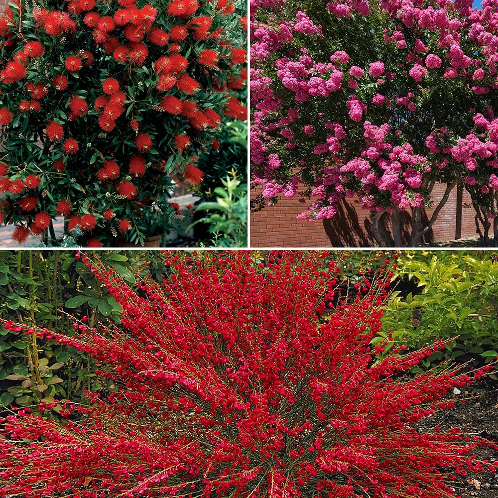 Collection de 3 arbustes : lagerstroemia, callistemon, genêt Lagerstroemia indica, callistemon laevis, cytisus