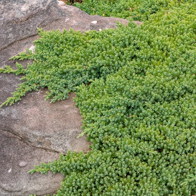 Genévrier rampant Nana Juniperus procumbens Nana