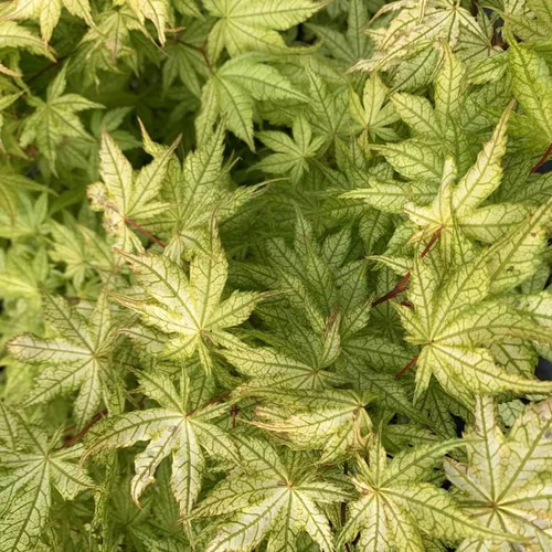 Érable du Japon greffé Reticulatum rouge. Le pot de 3 litres