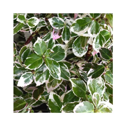 Fusain Emerald Gaiety vert. Le pot de 10 litres